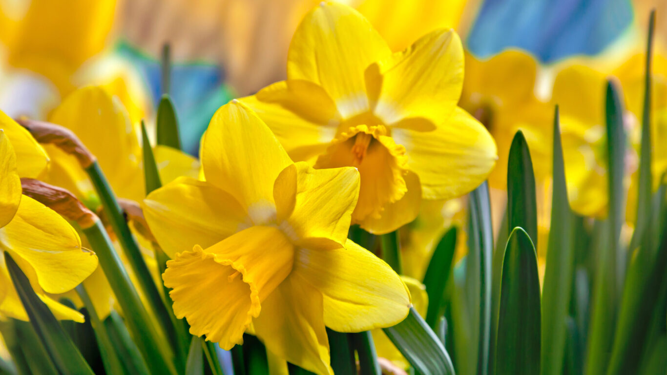 Beautiful,Yellow,Daffodils.,Narcissus.