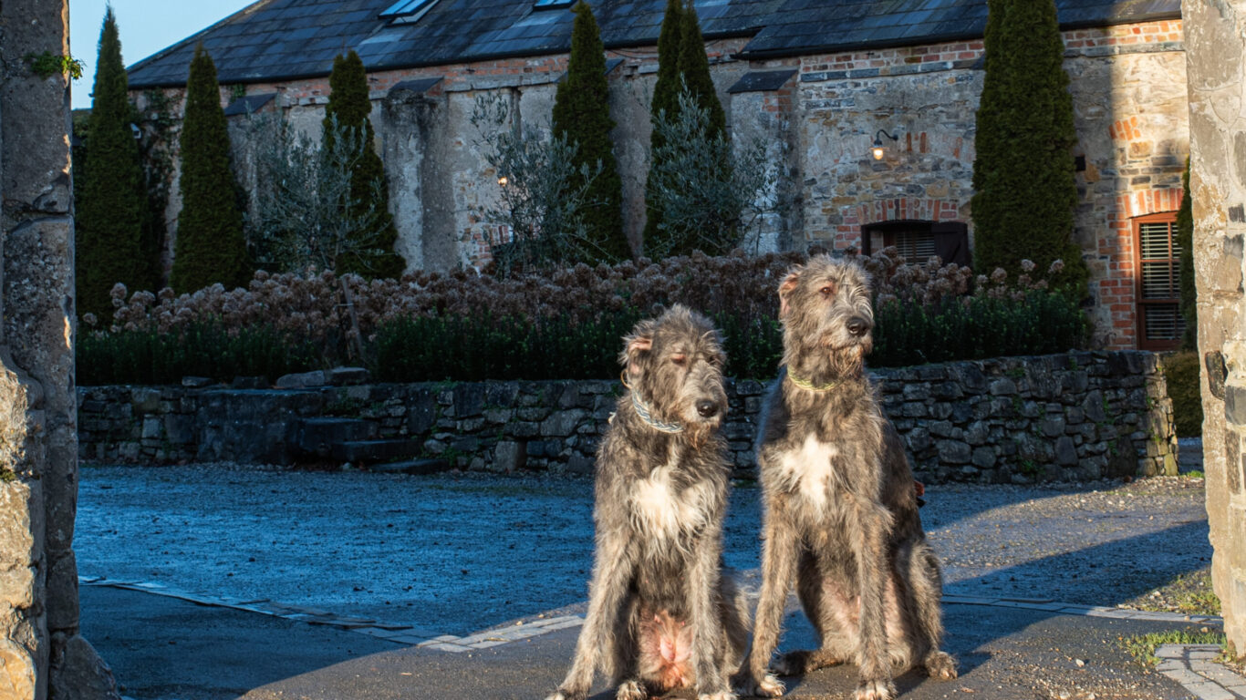 Dog Friendly at Bellinter House Hotel
