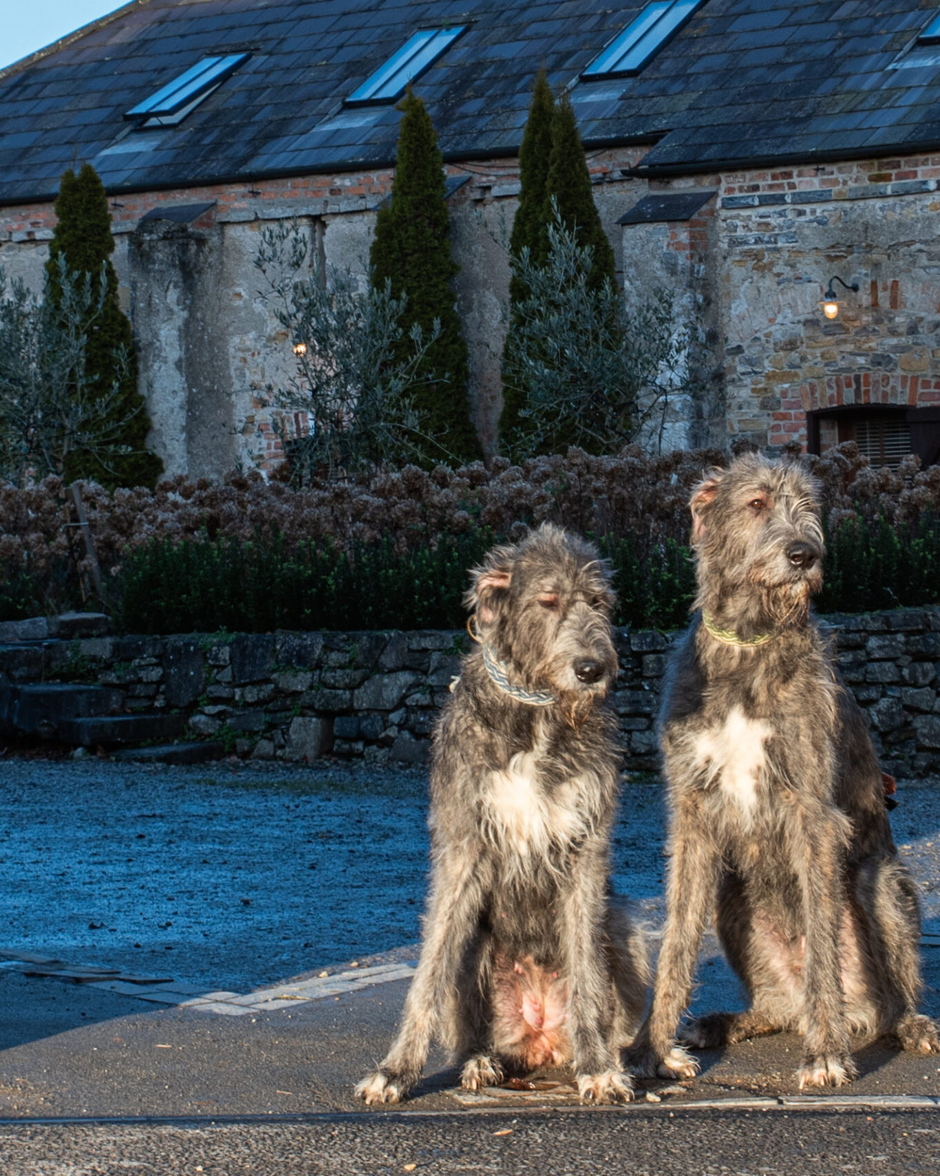 Dog Friendly at Bellinter House Hotel