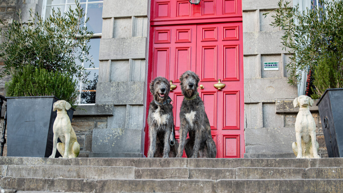 Dog Friendly at Bellinter House Hotel