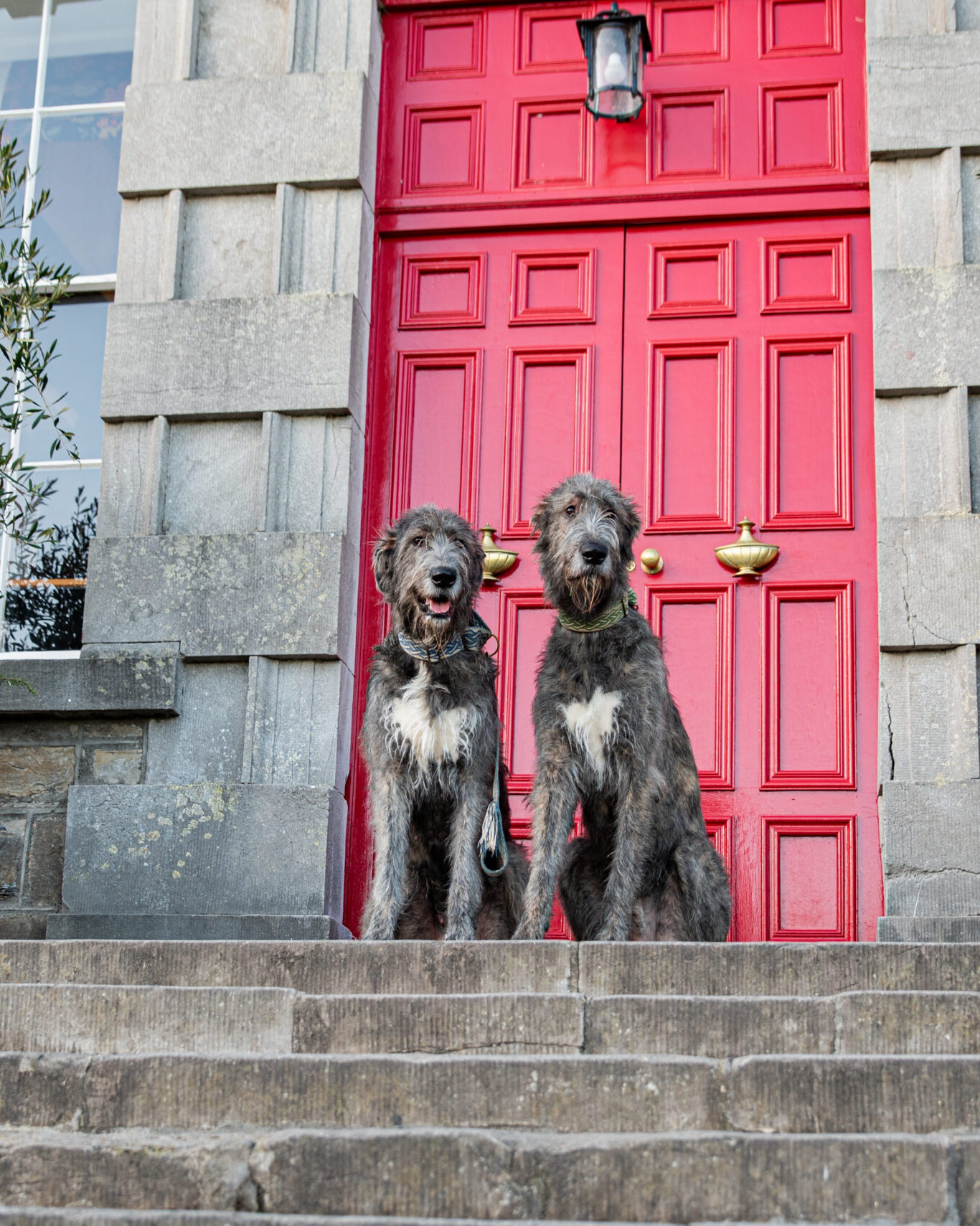 Dog Friendly at Bellinter House Hotel