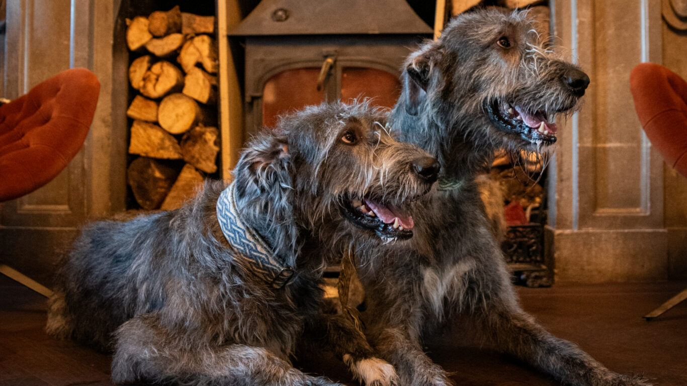 Dog Friendly at Bellinter House Hotel