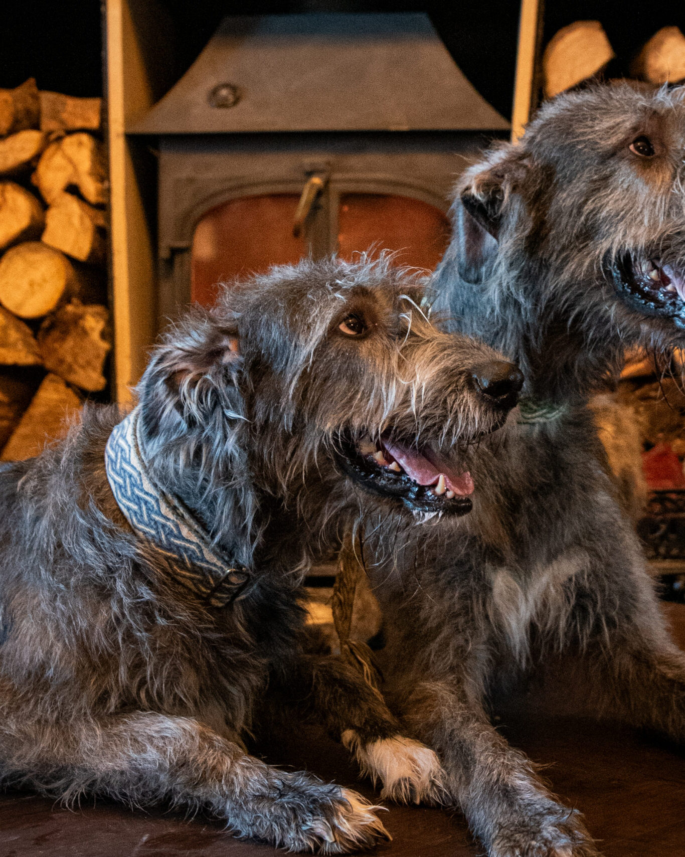 Dog Friendly at Bellinter House Hotel