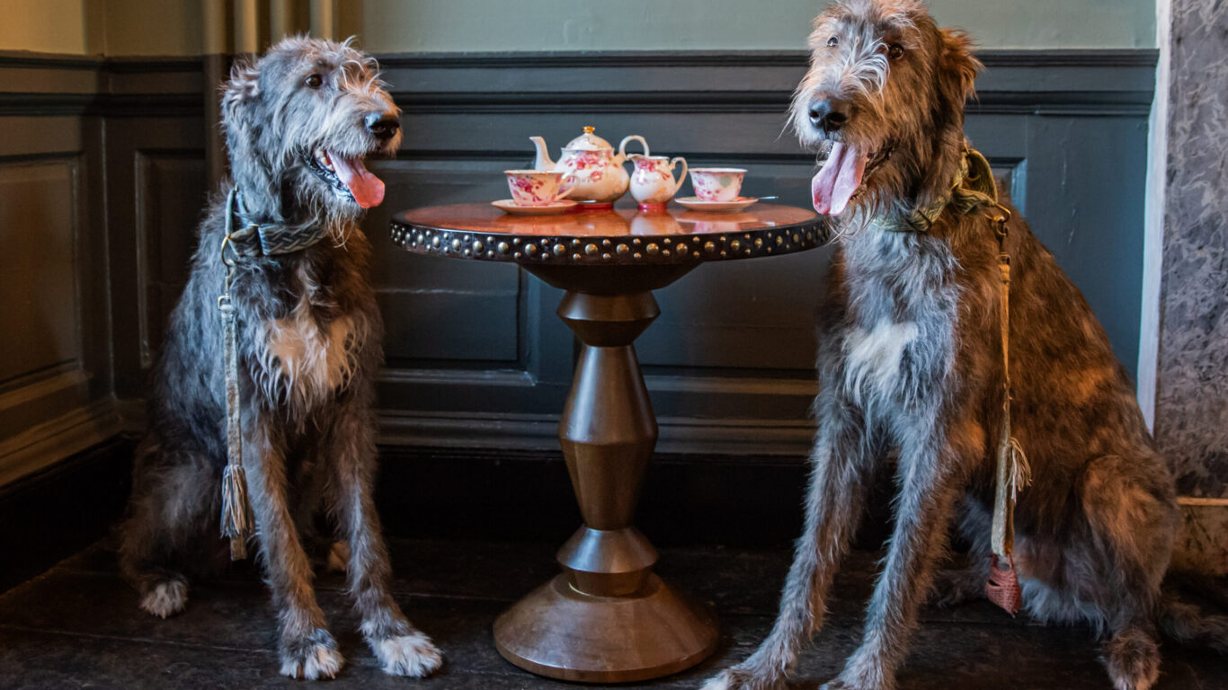 Dog Friendly at Bellinter House Hotel