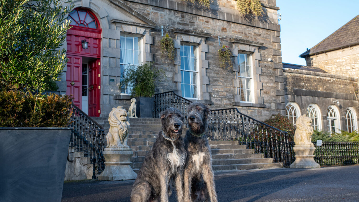 Two Irish wolfhound dogs at Bellinter House Hotel