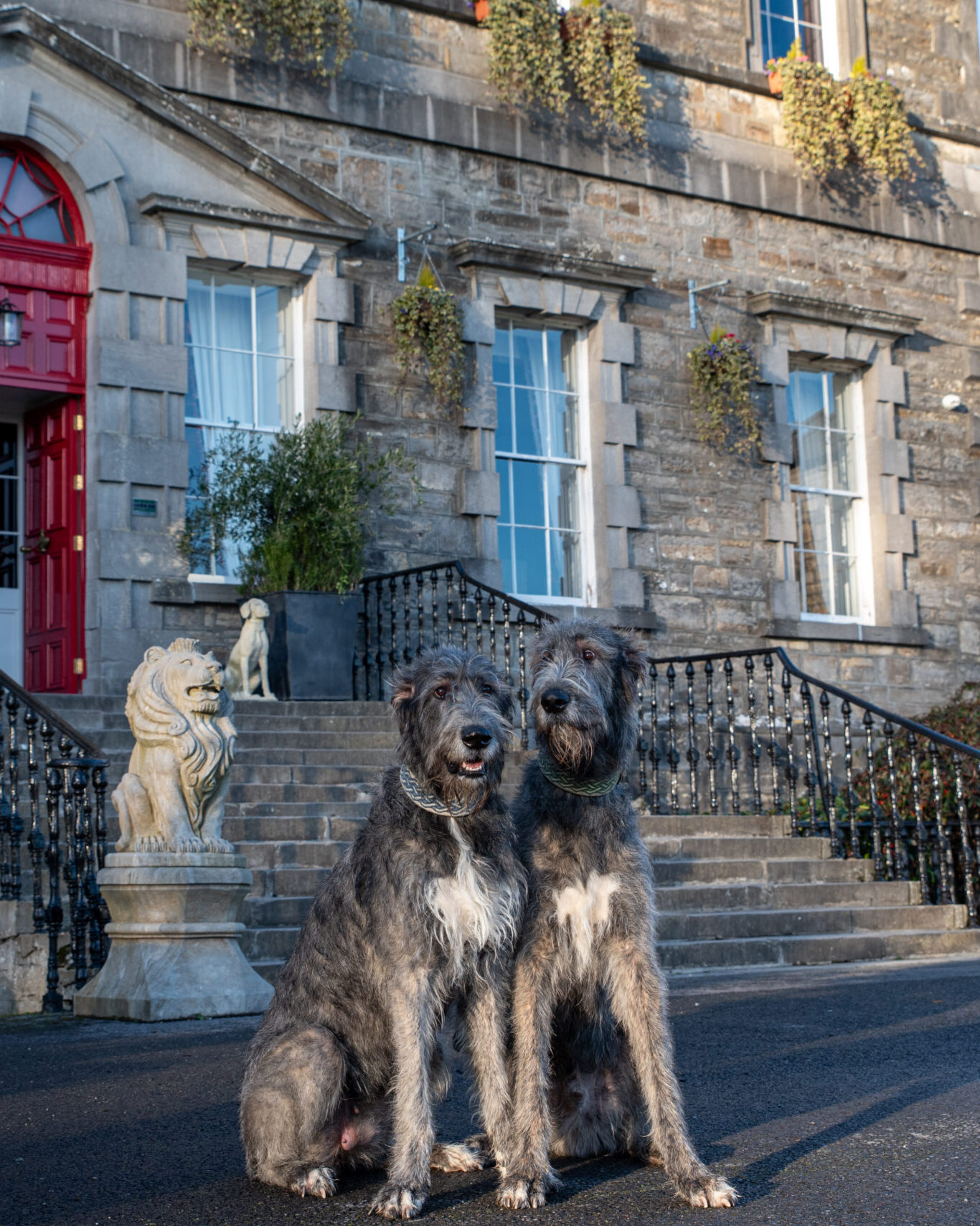 Two Irish wolfhound dogs at Bellinter House Hotel