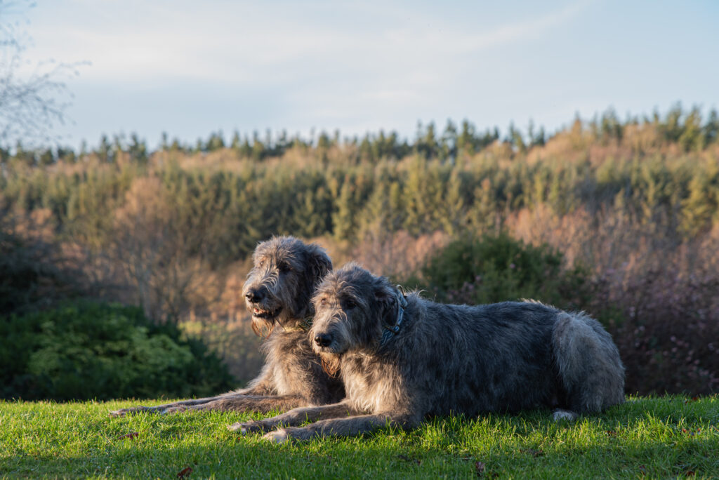 Dog Friendly at Bellinter House Hotel