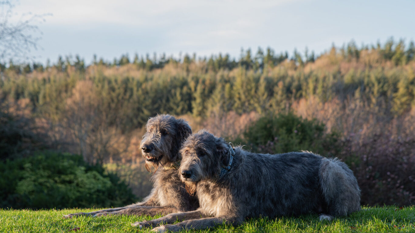 Dog Friendly at Bellinter House Hotel