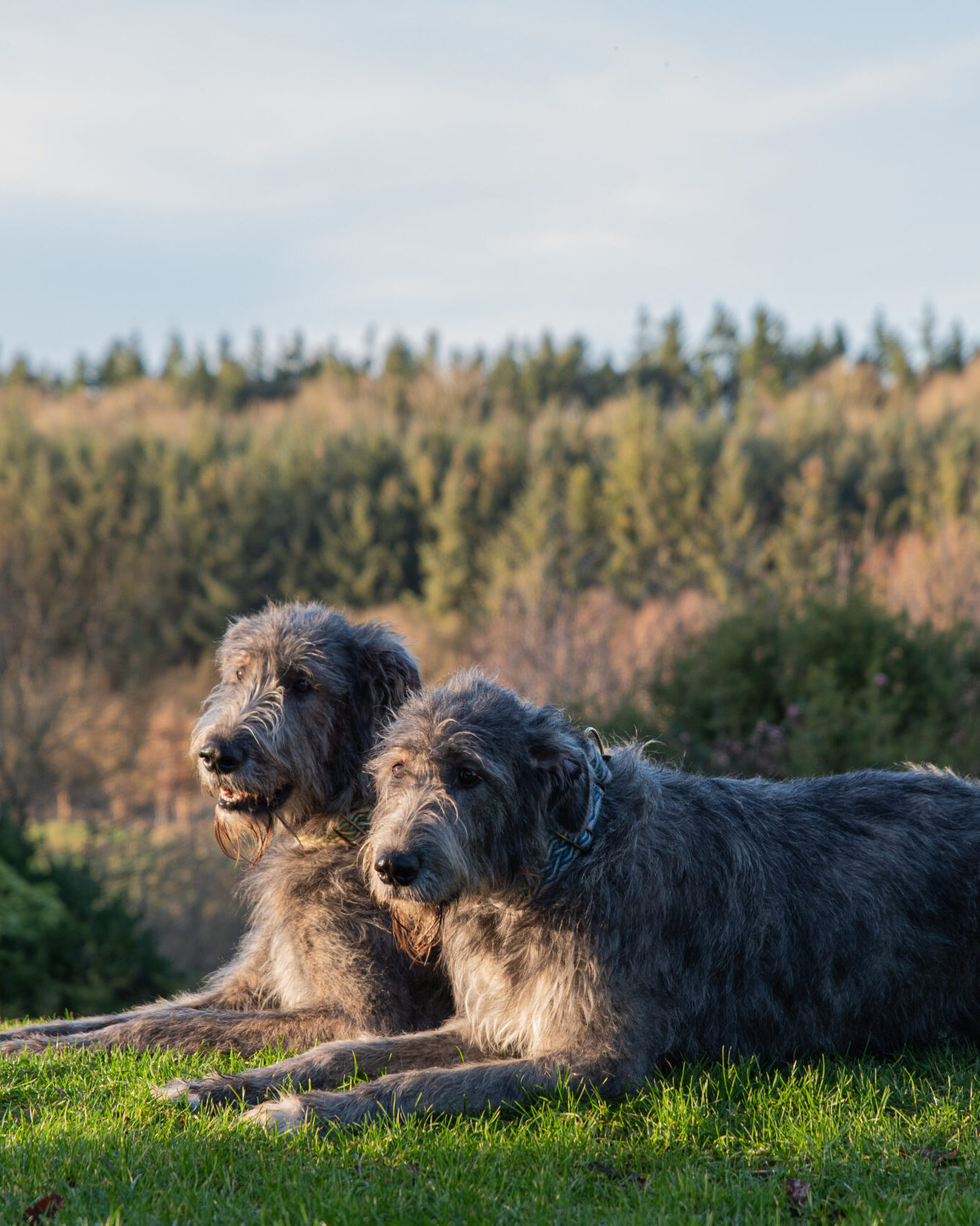 Dog Friendly at Bellinter House Hotel
