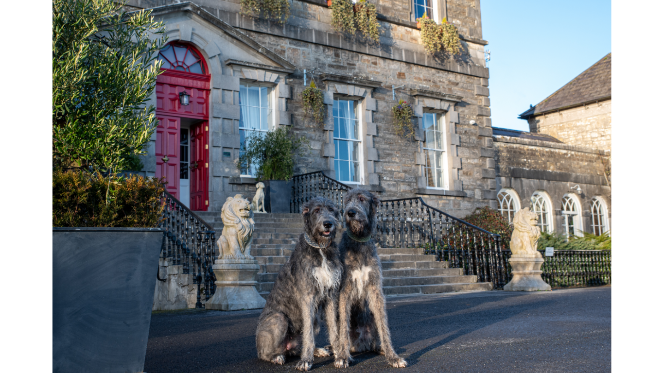 Dog Friendly at Bellinter