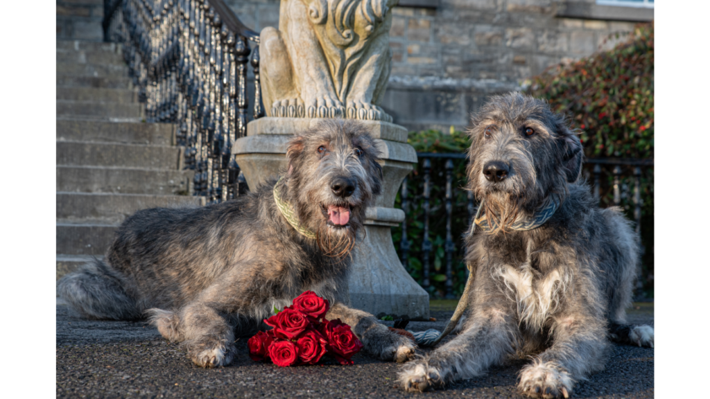 Dog Friendly at Bellinter